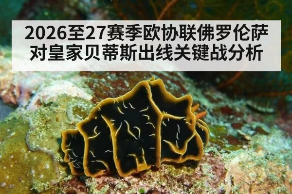 2026至27赛季欧协联佛罗伦萨对皇家贝蒂斯出线关键战分析